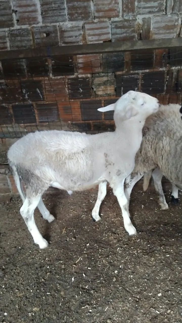 Carneiro 
