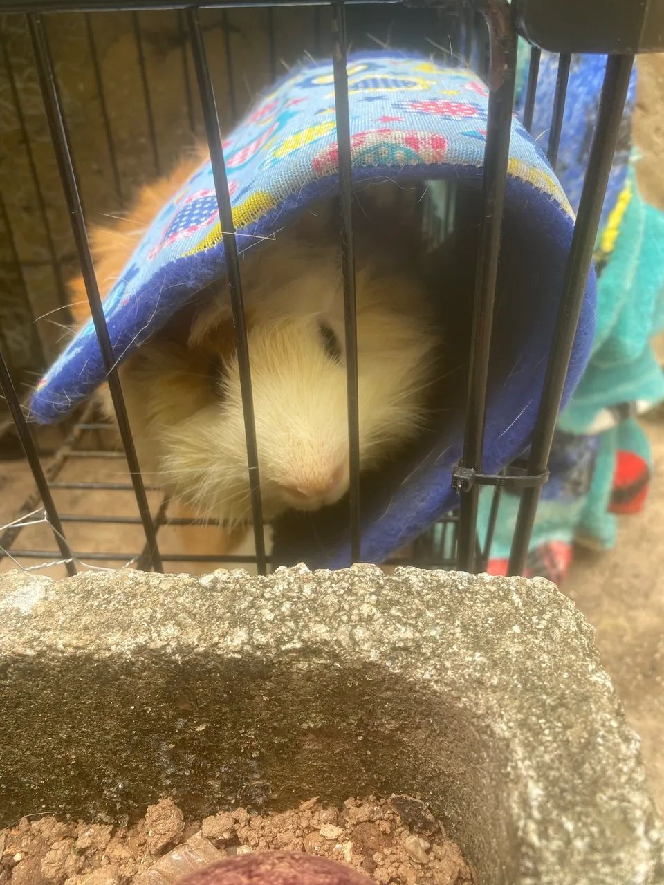 Doa-se porquinho da índia  - Foto 2