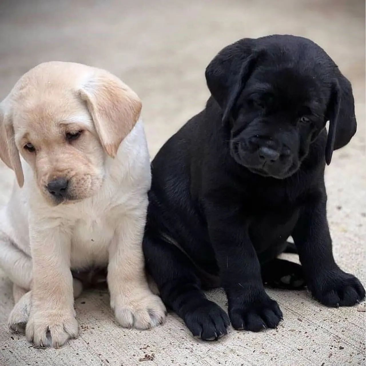 Labrador Retriever-Filhotes 