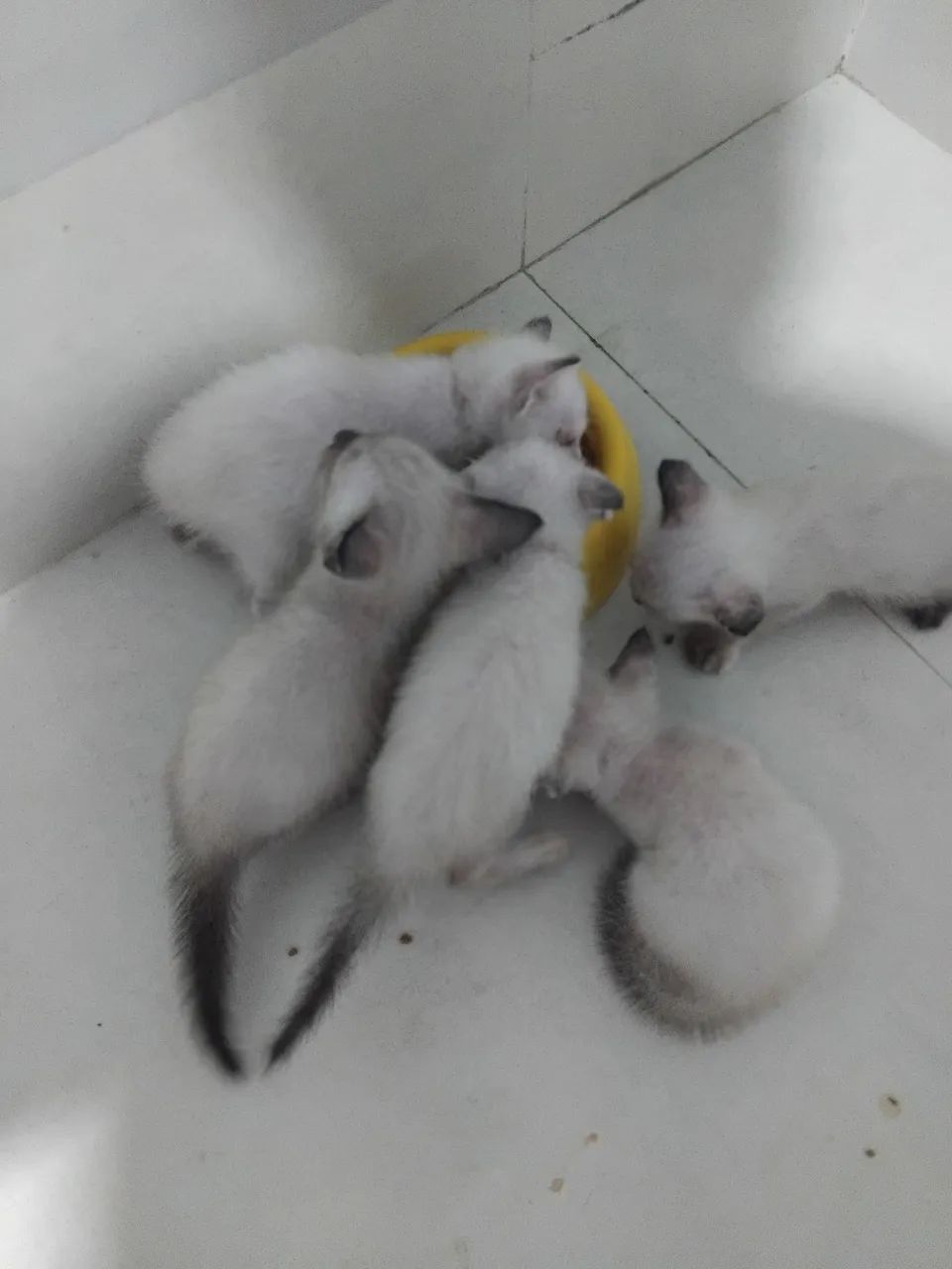 Doação de gatinhos