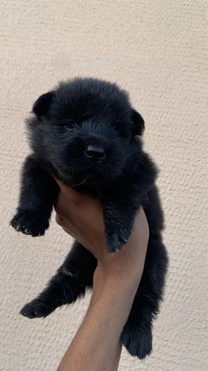 Chow chow - Foto 3