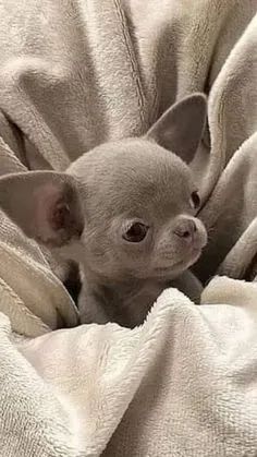 Chihuahua Machos e Femeas  - Foto 3