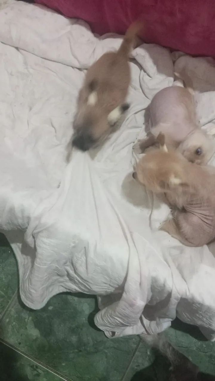 pet - Foto 3