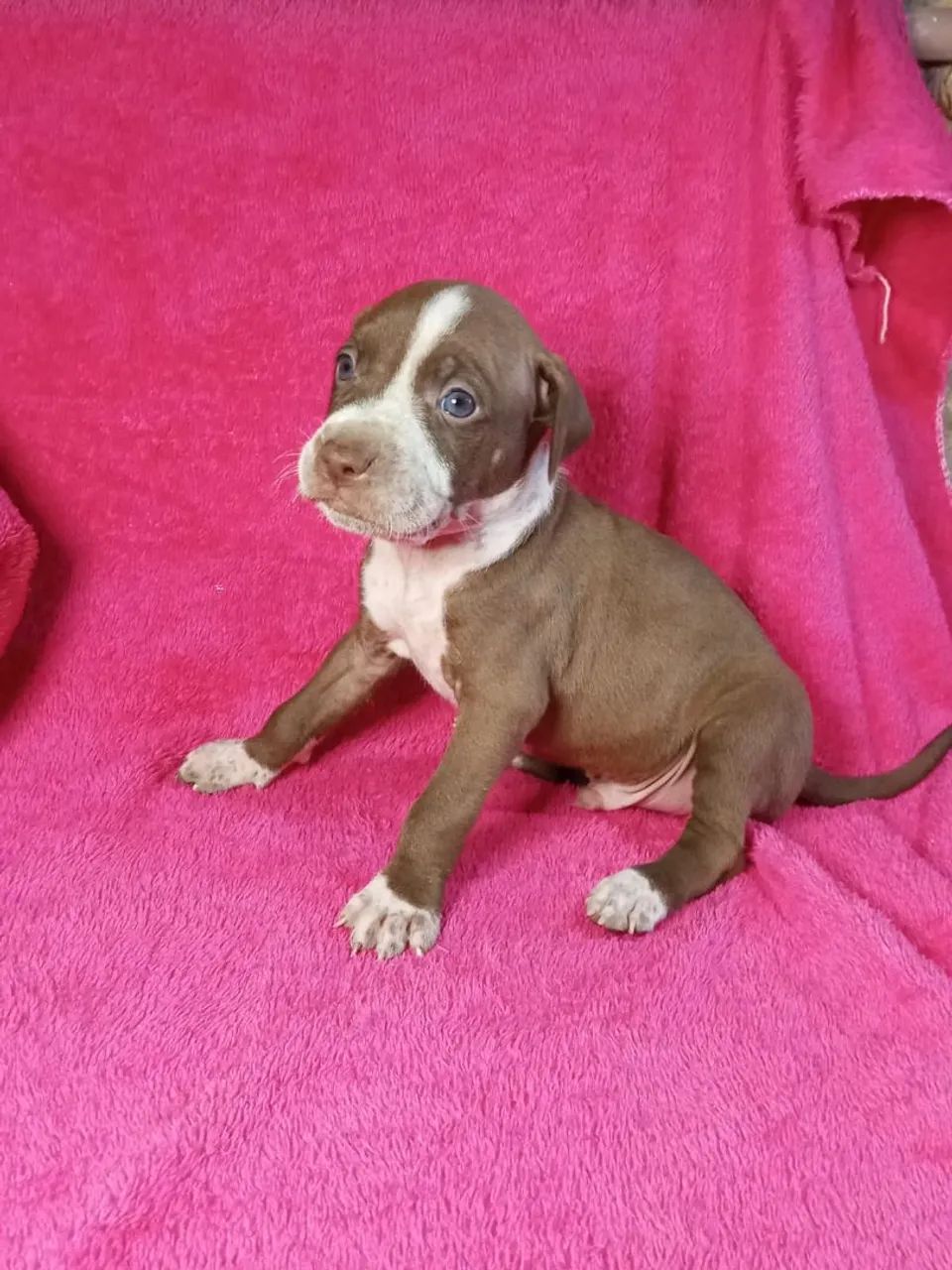 American pit bull terrier