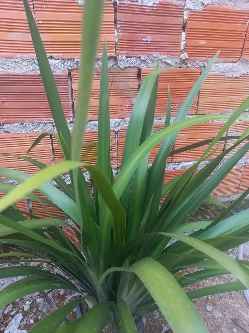 Muda de planta, íris-caminhante, flor dos apóstolos  - Foto 2