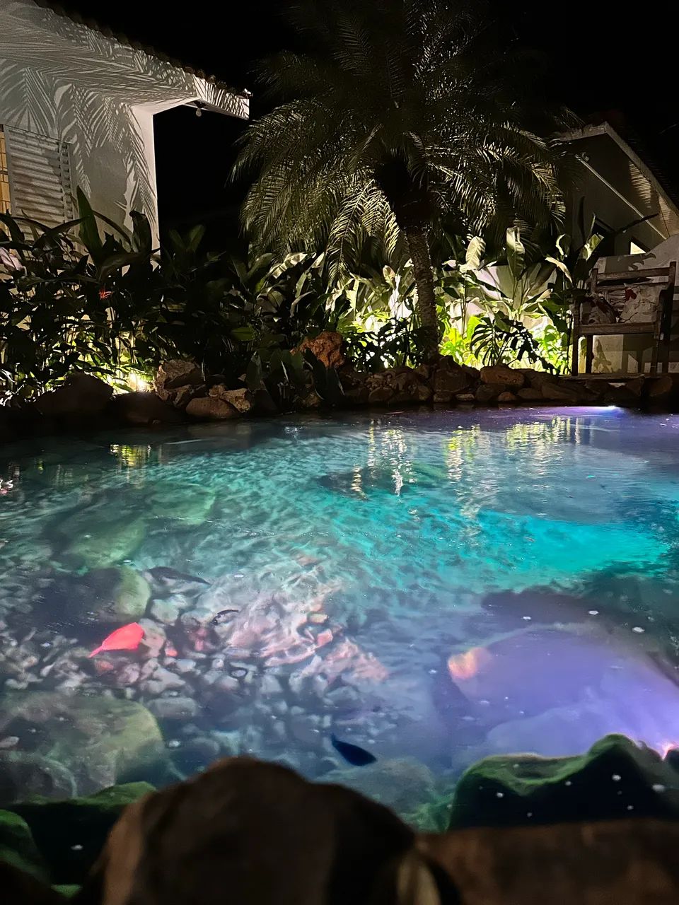 Lagos ornamentais e piscinas naturais  - Foto 2