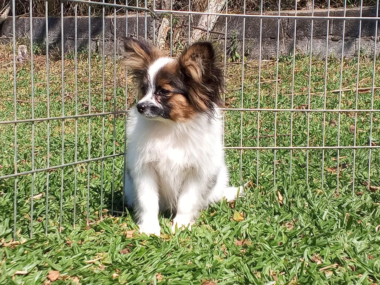 Papillon macho pedigree CBKC - Foto 4