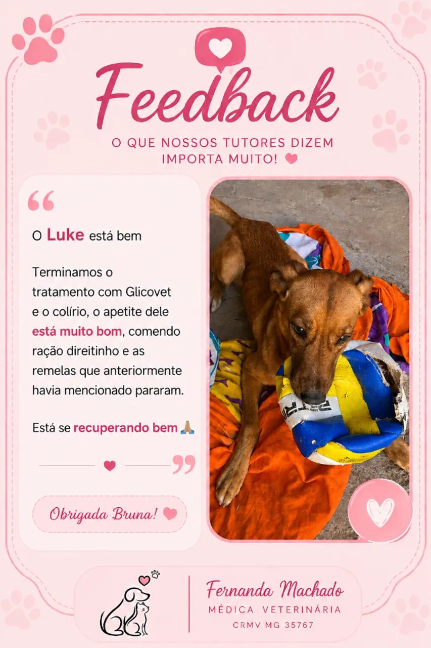 Médica Veterinária - Atendimento Domiciliar para Cães e Gatos - Foto 2