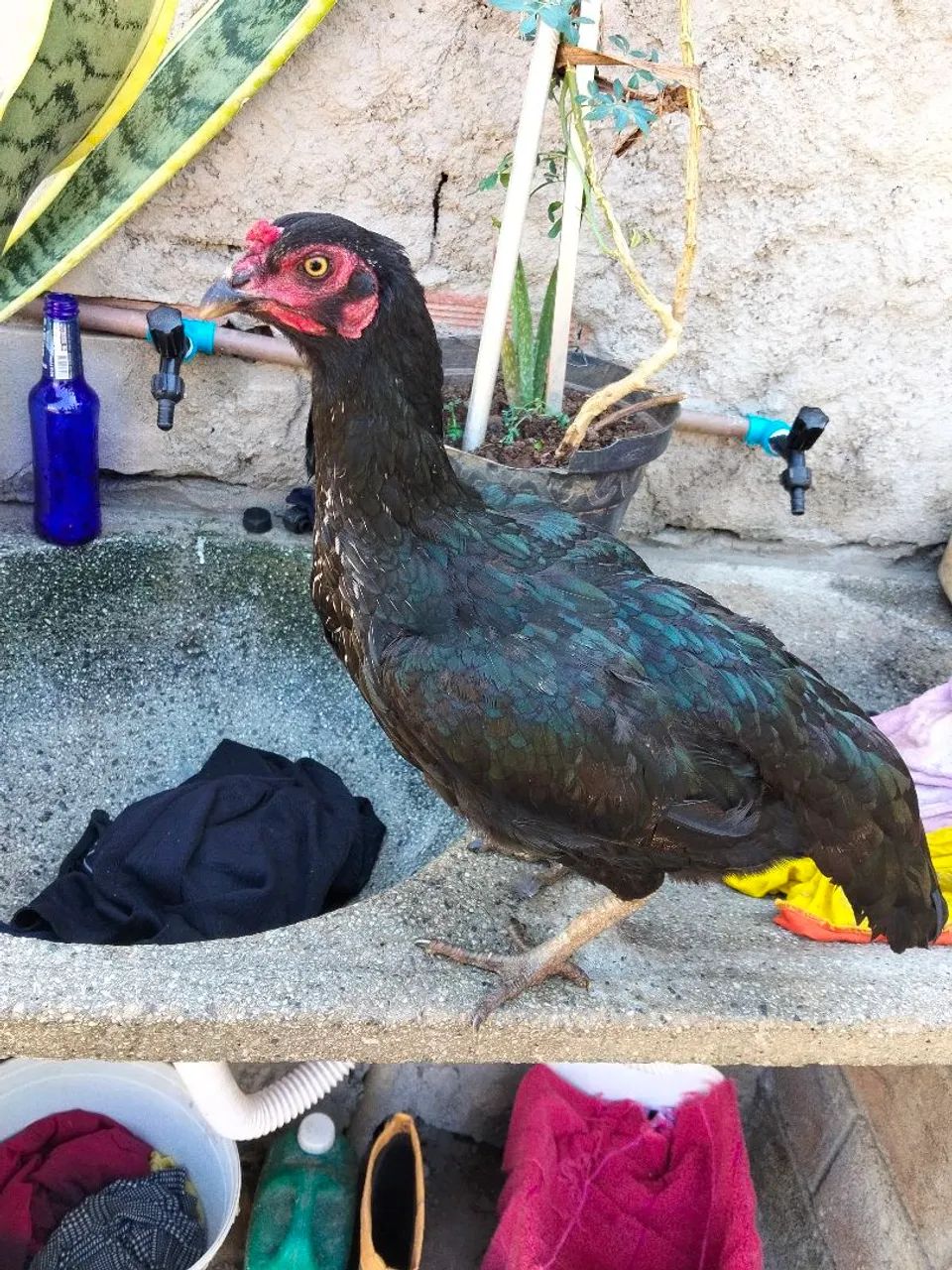 Galo e galinha  - Foto 3