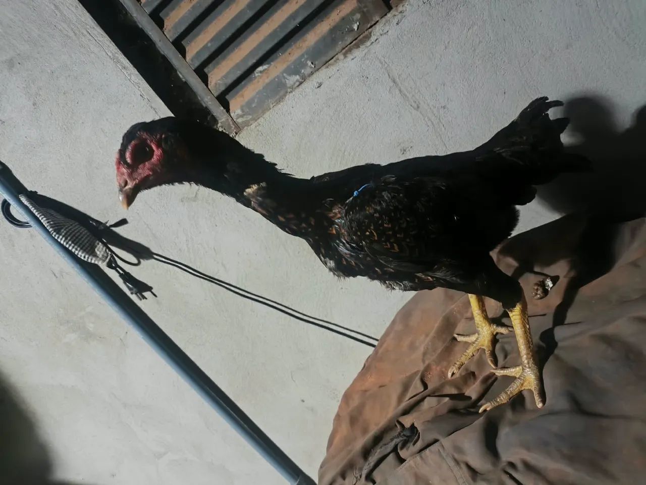 Vendo galinha índia  - Foto 3