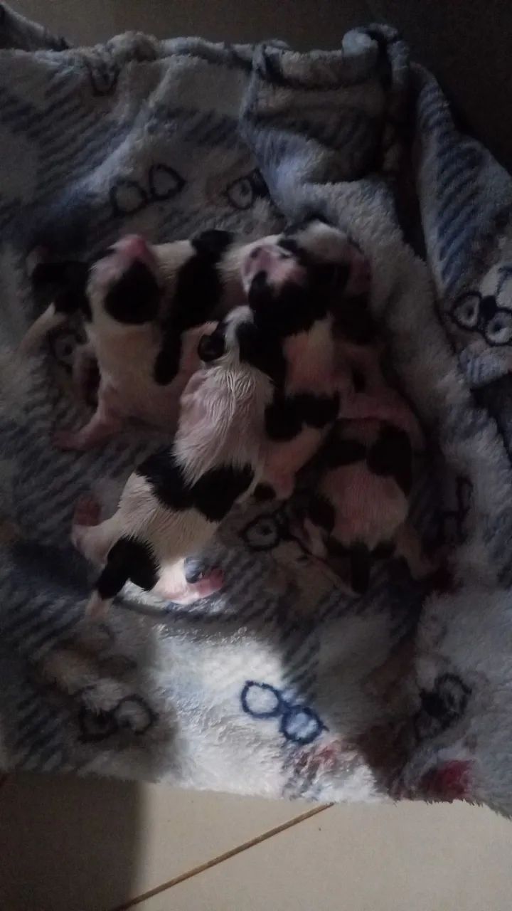 Cachorrinhos  - Foto 2