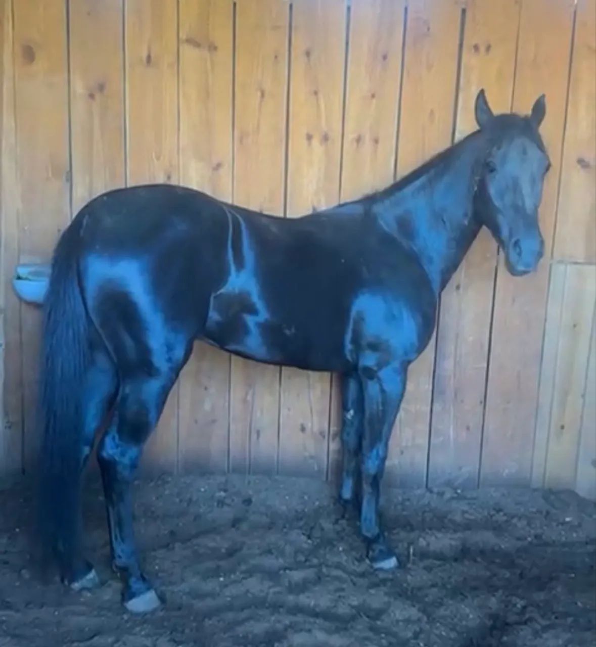 Cavalo - Foto 2