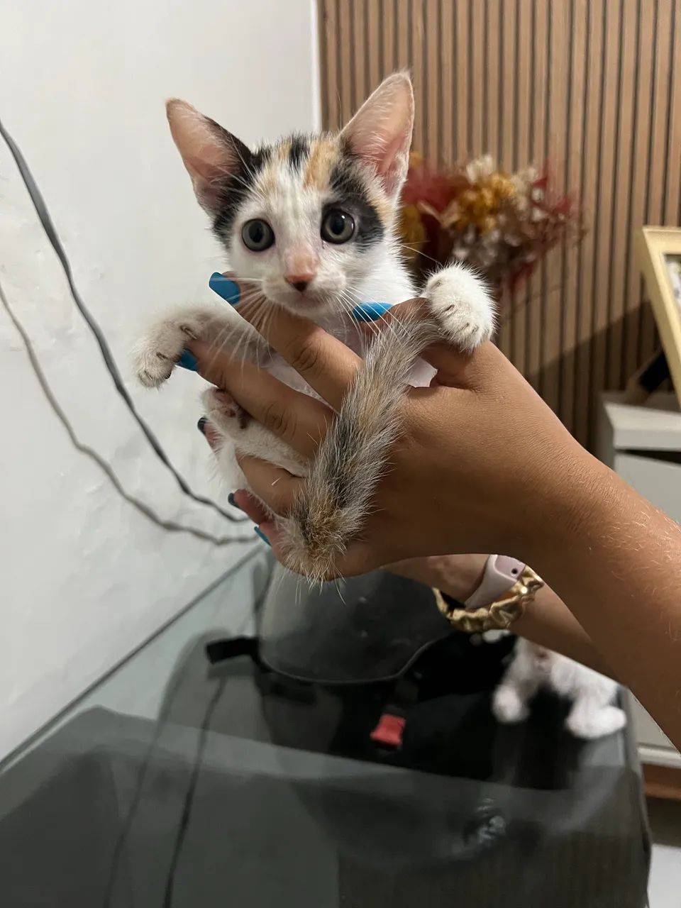 Gato para adoção  - Foto 3