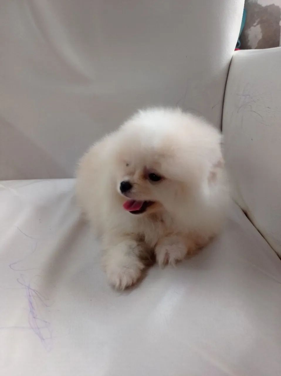 Lulu da Pomerânia macho 1.500 - Foto 3