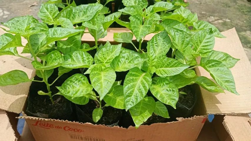Mudas de Pimenta de Cheiro do Norte - Foto 2