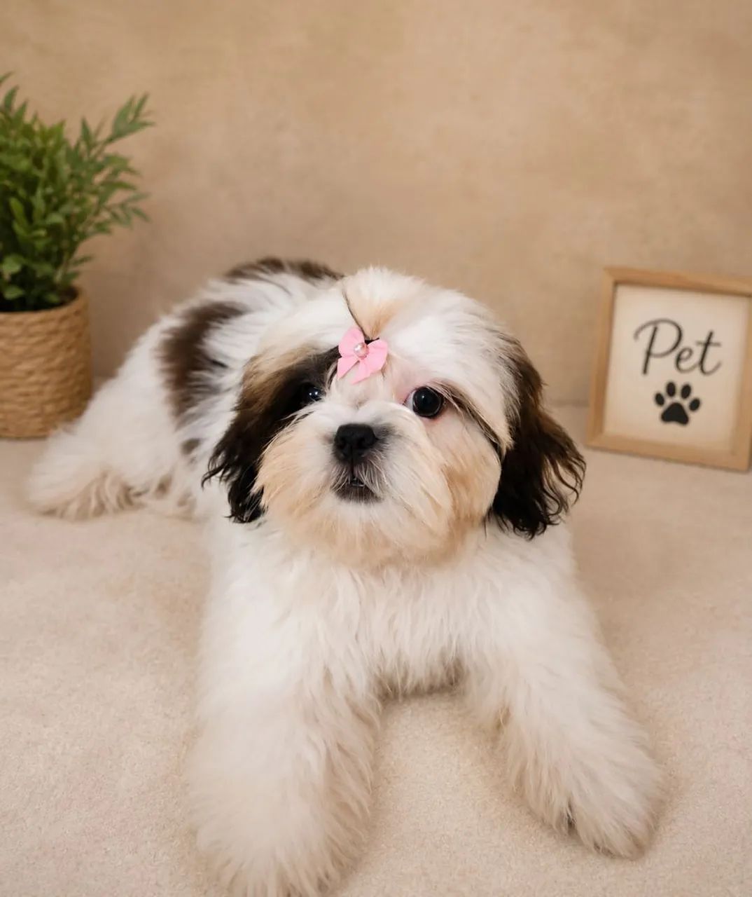Shih Tzu fêmea micro legítima 
