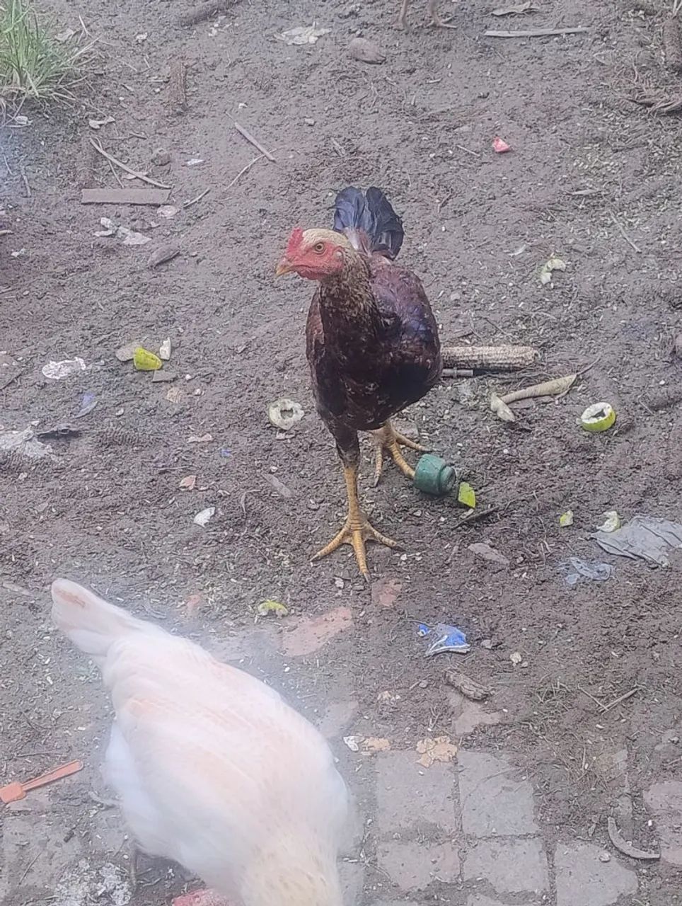 Vende-se um frango macho  - Foto 4
