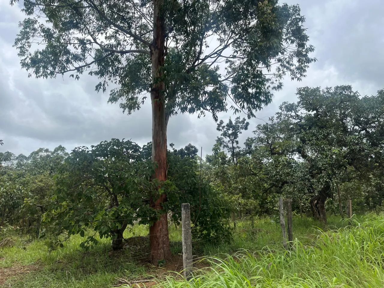 TERRENO EM ALEXÃNIA - Foto 4