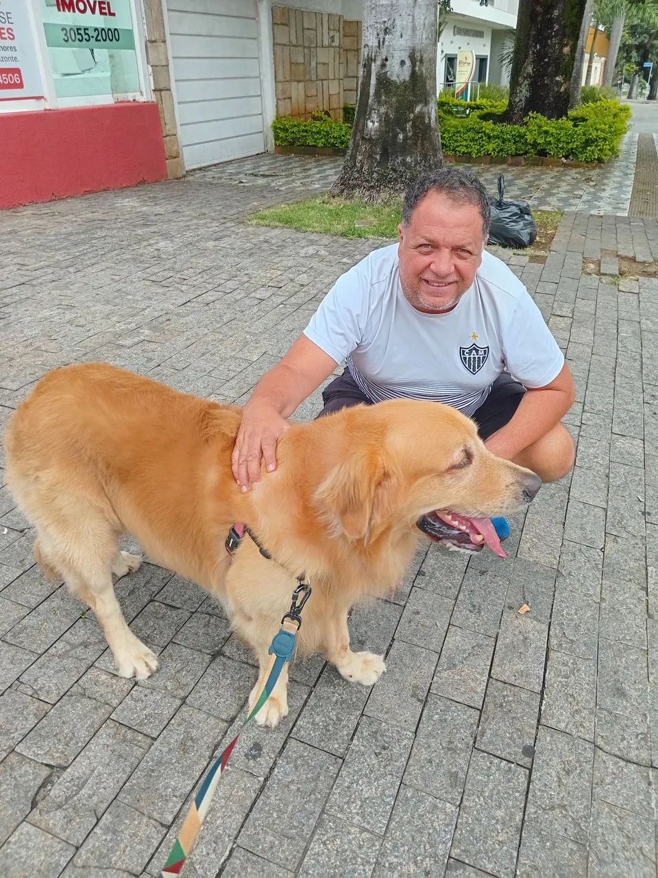 Golden Retriever  - Foto 3