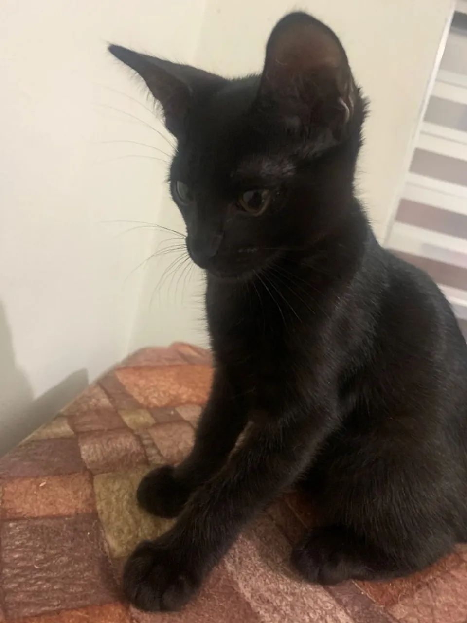 Doação Responsável - Dois Gatinhos Irmãos - Foto 3