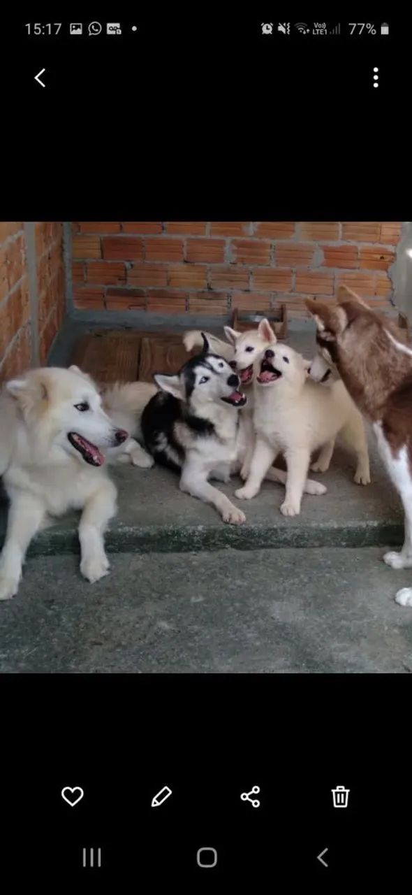 Filhotes de husky siberiano  - Foto 4
