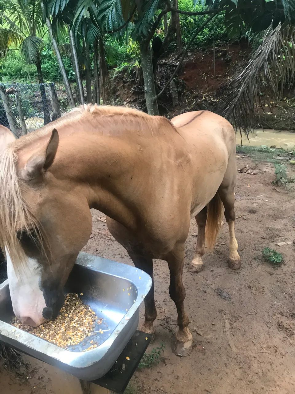 Garanhão Amarilho Registrado - Foto 4