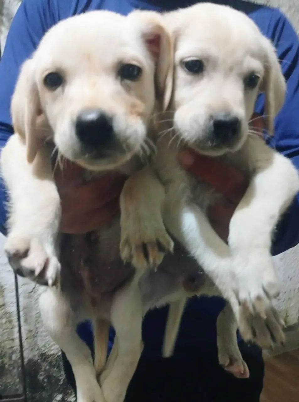 Filhotes de Labrador Retriever 