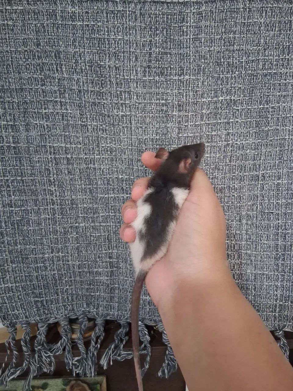 Ratos twister machos 1 mês praia grande/ baixada - Foto 4
