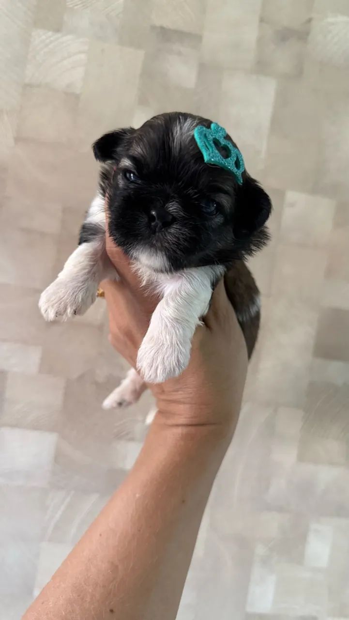 Shihtzu machinhos  - Foto 3