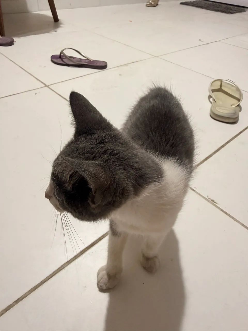DOA-SE GATINHO  - Foto 5