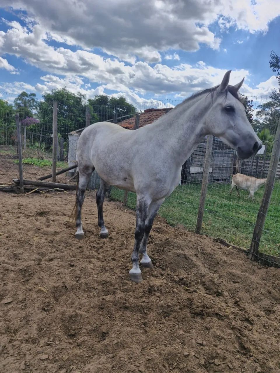 cavalo Manga larga marchador  - Foto 3