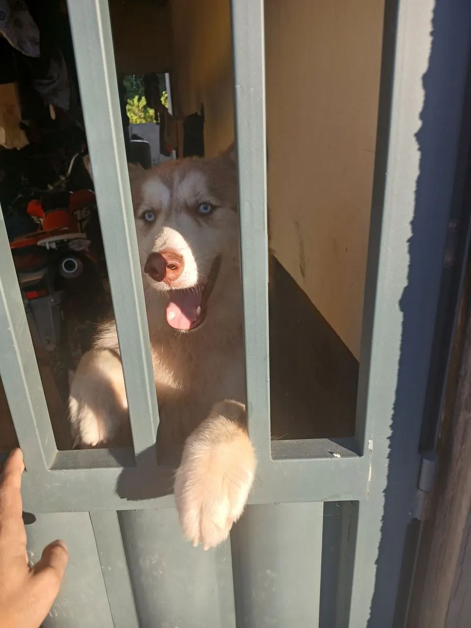 Husky siberiano  - Foto 4
