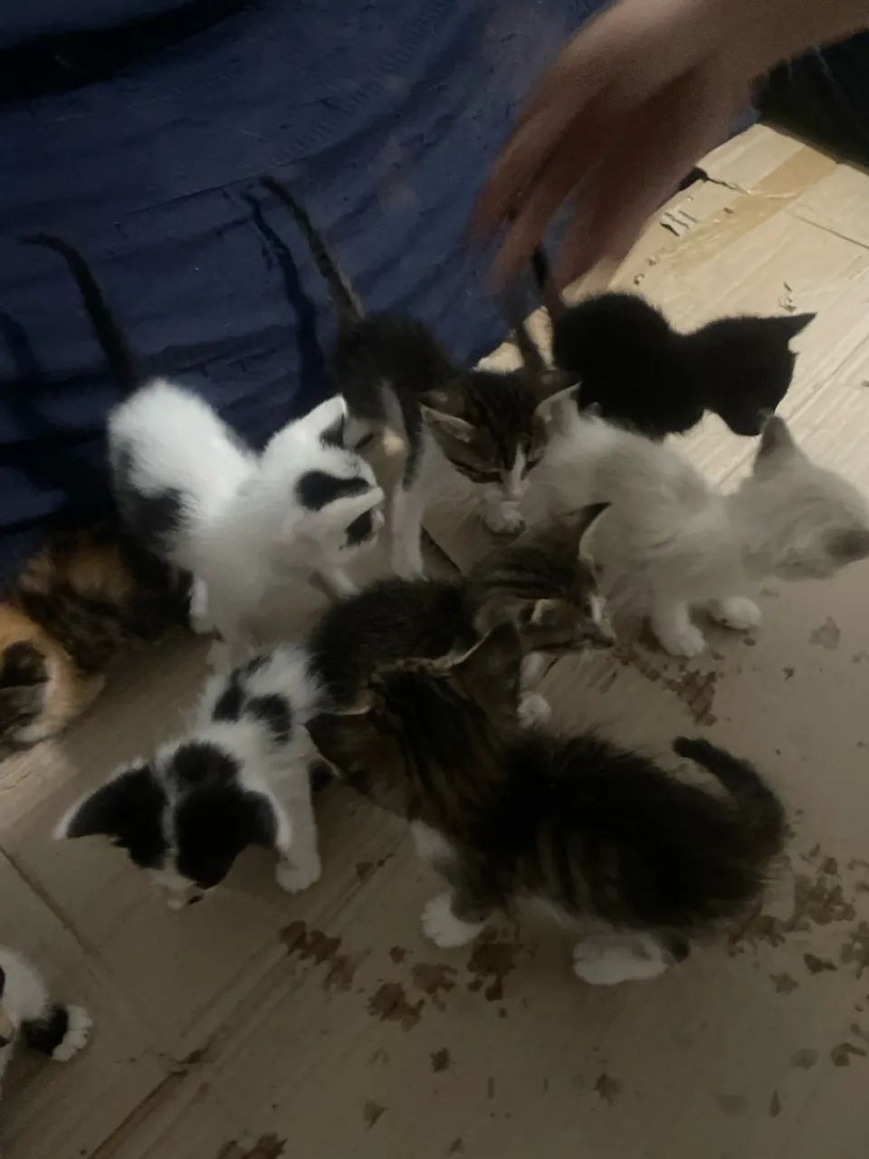 Gatos para doação 