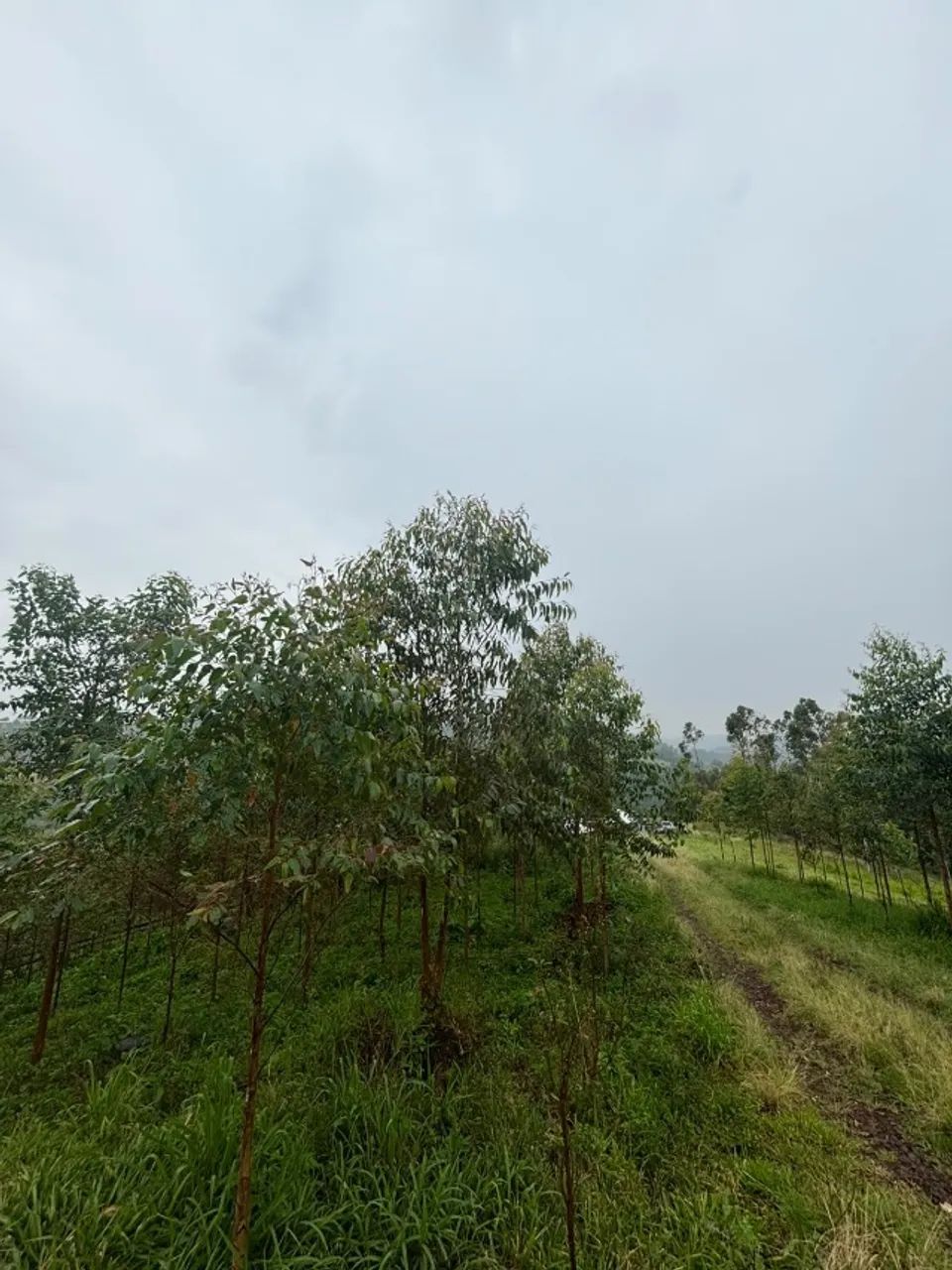 Propriedade rural  - Foto 4