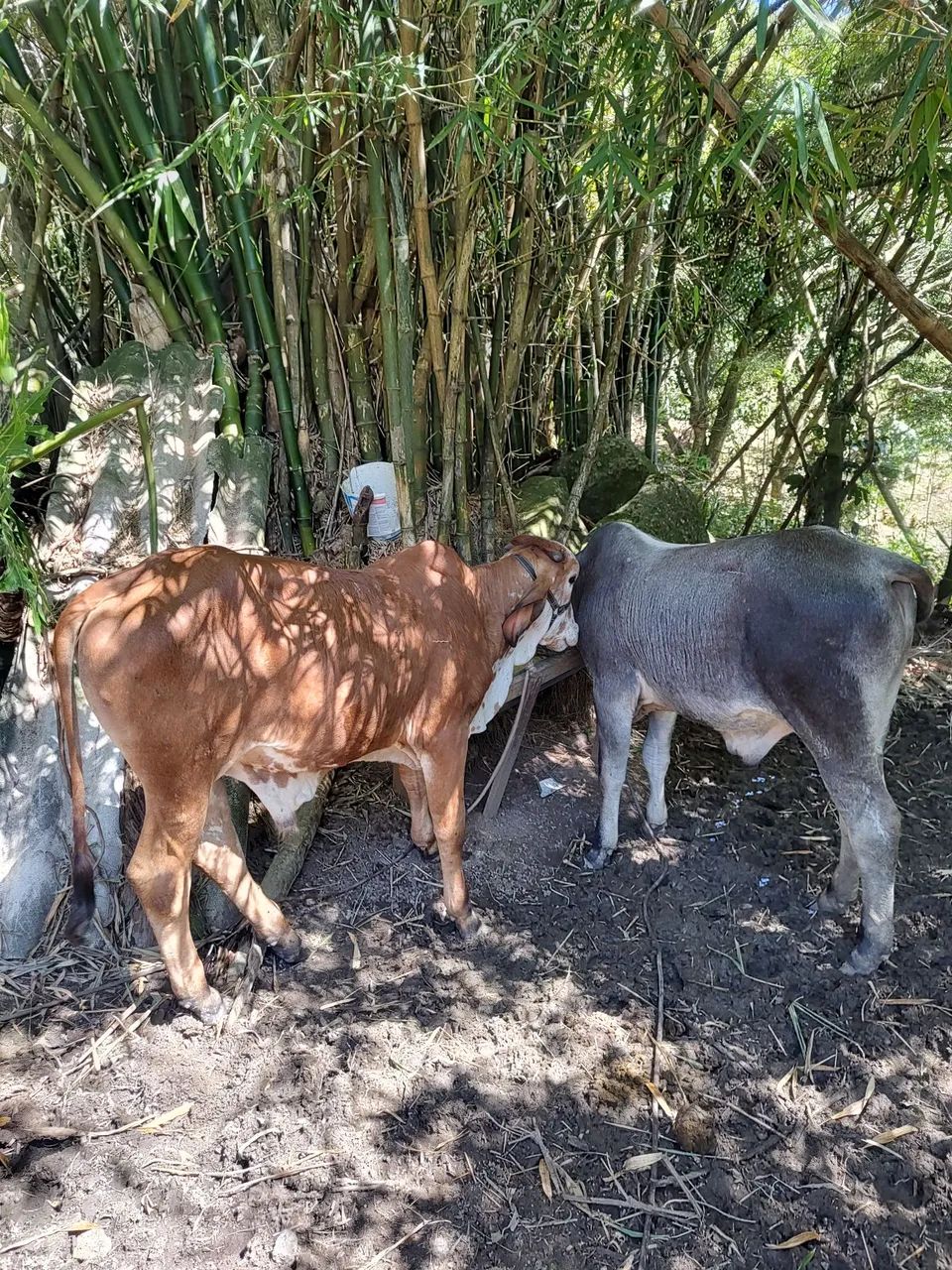 Gado a venda  - Foto 4