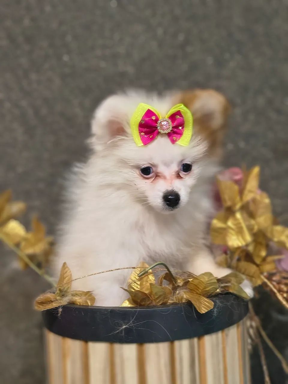 Spitz Alemão  - Foto 2