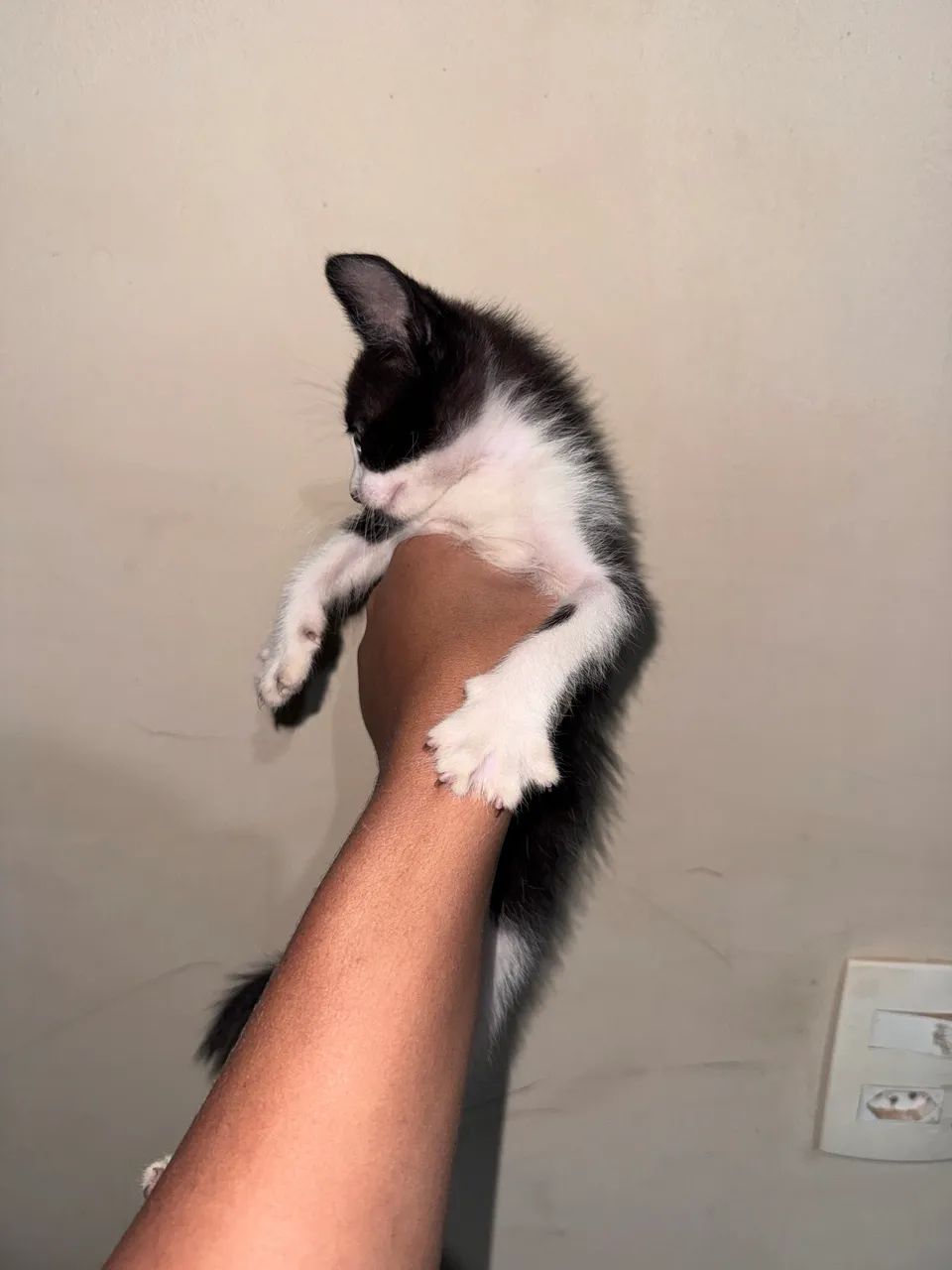 Doação de gatas fêmeas  - Foto 6