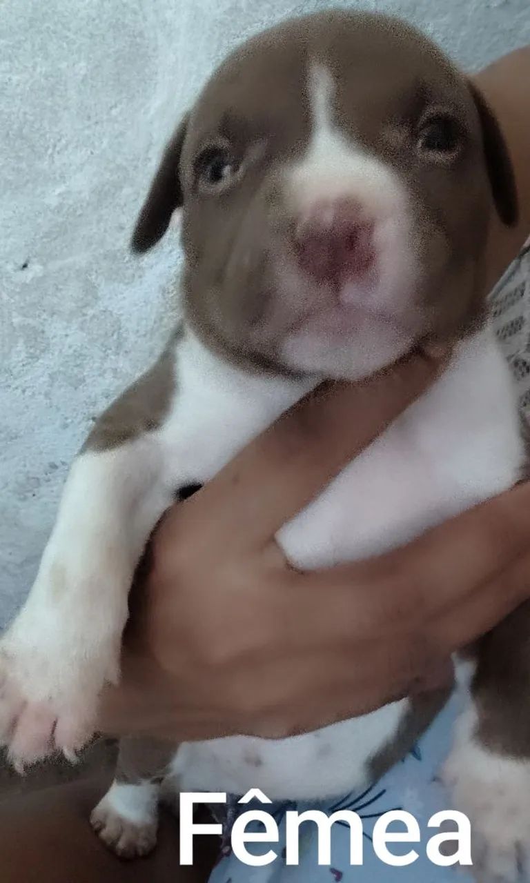 Filhotes de Pitbull 