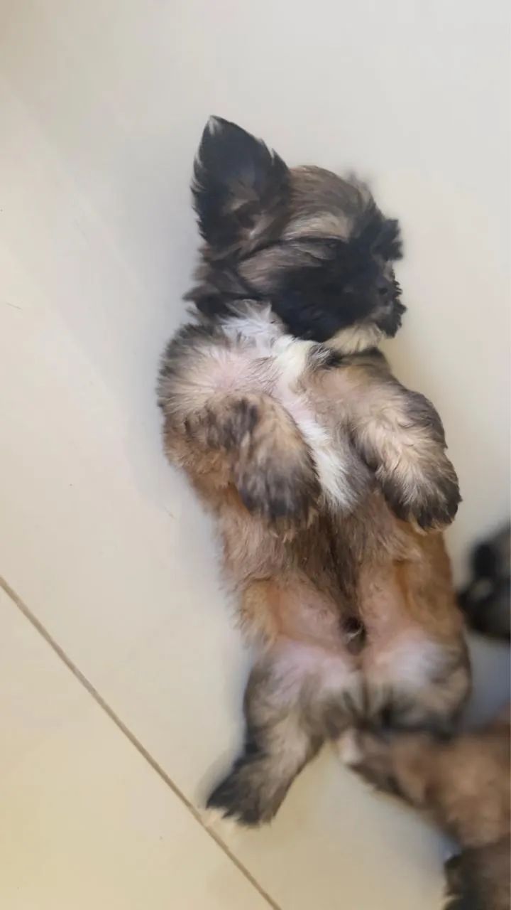 SHIHTZU ORIGINAL 350 REIAS 