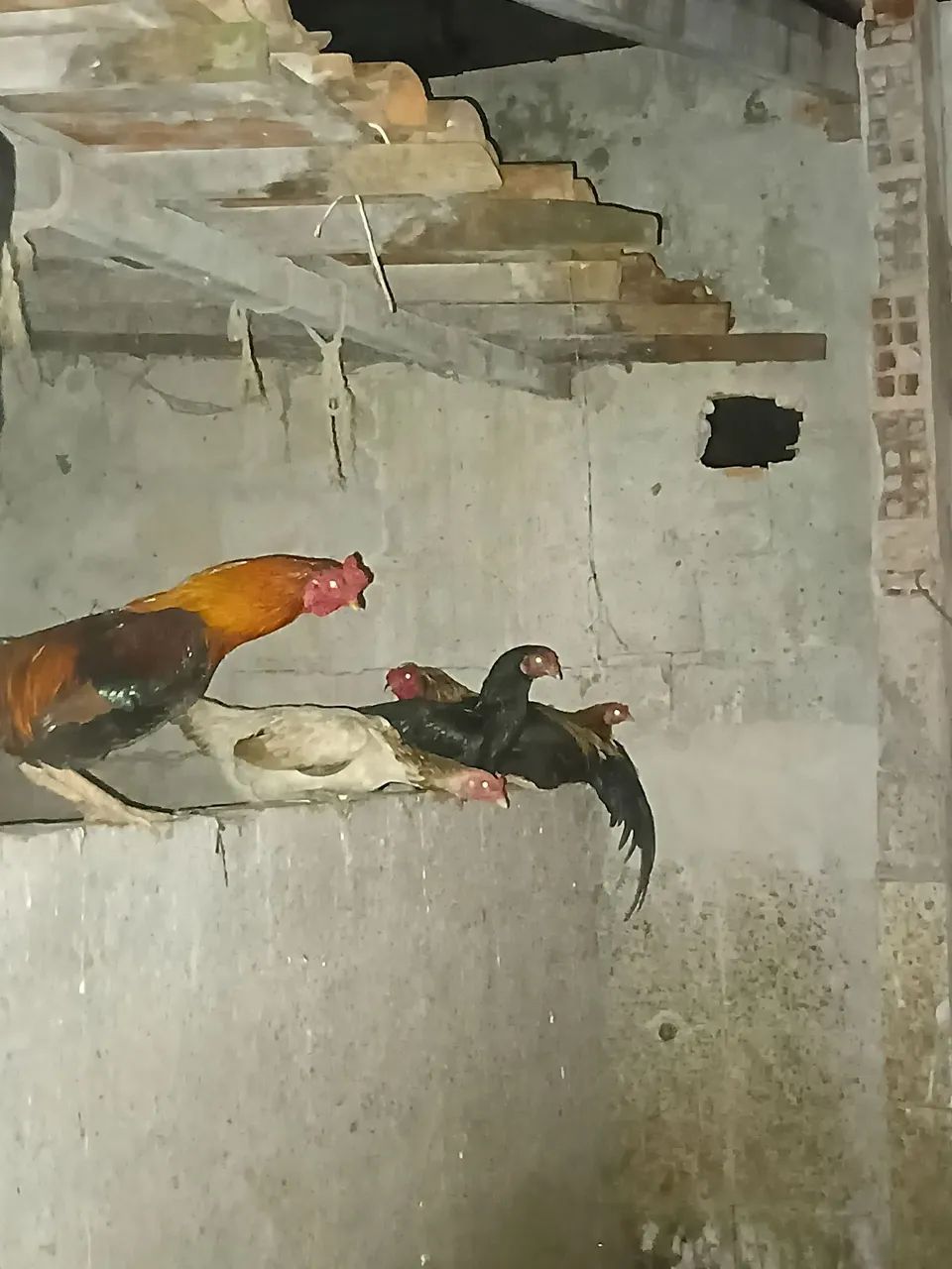 galinhas grandes gordas e saudáveis  - Foto 2