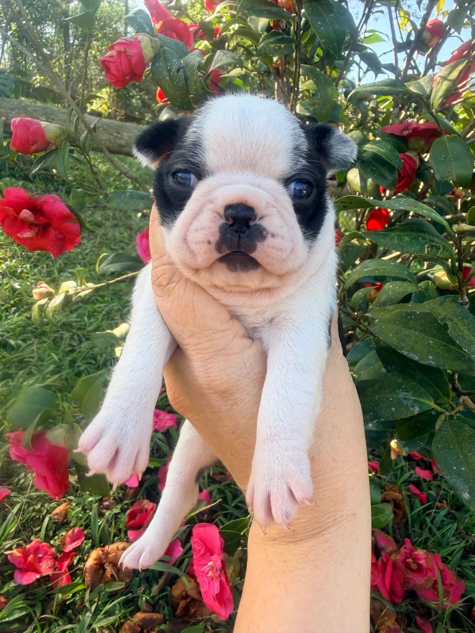 Boston Terrier  - Foto 2