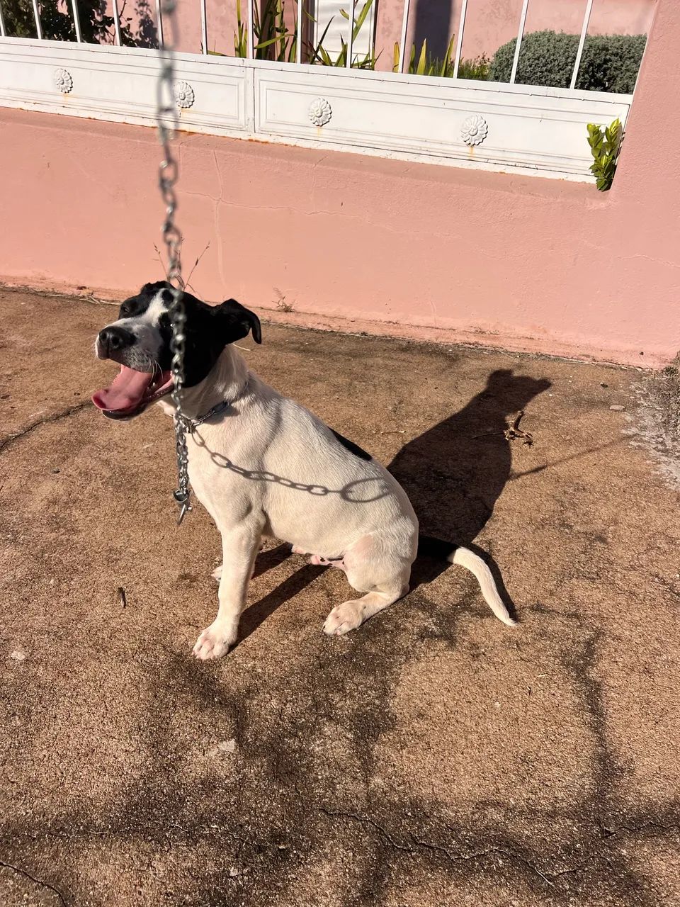Doação cachorro  - Foto 3