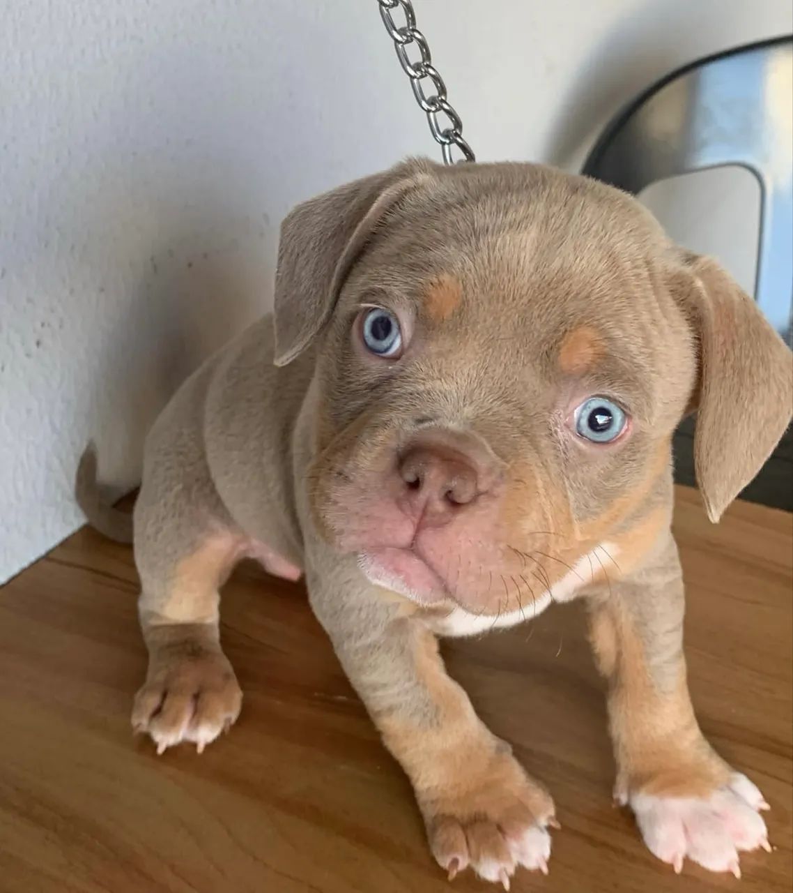 American Bully fêmea micro 