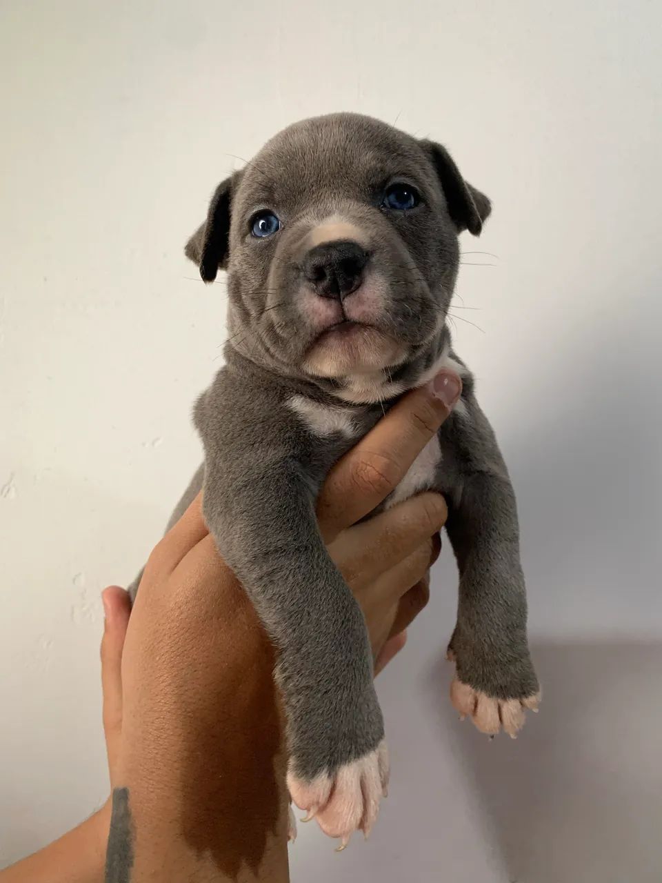 Filhotes de pitmonster com 45 dias - Foto 4