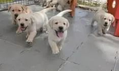 Labrador lindo e docil