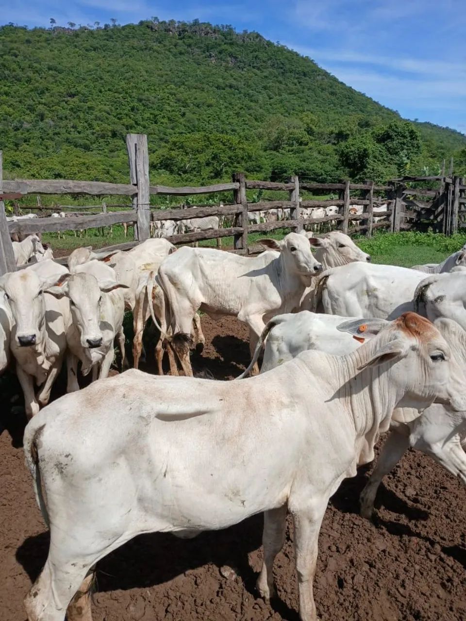 Vendo novilhas  - Foto 2