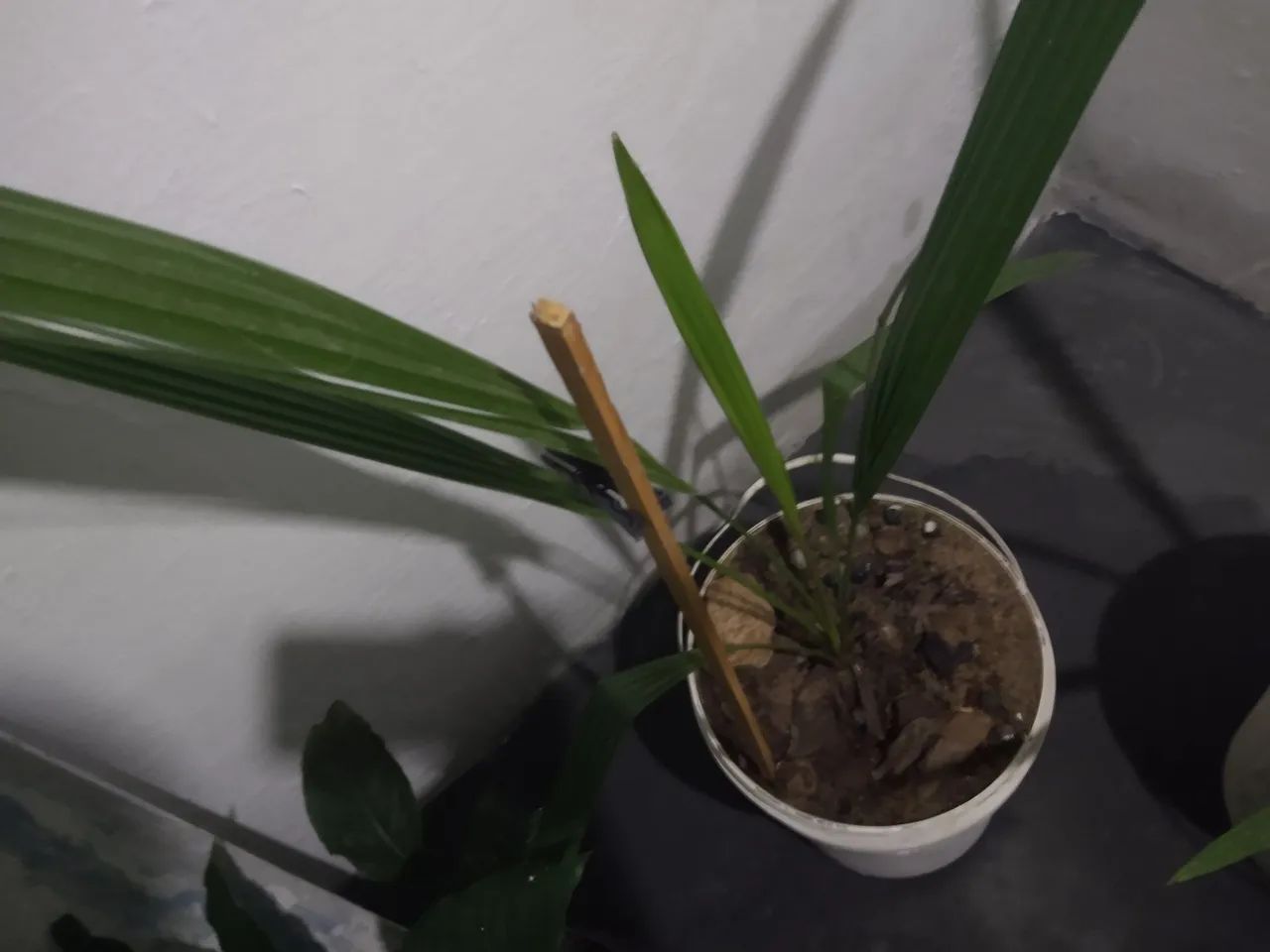2 mudas tamaras jumbo 2anos de plantadas  - Foto 2