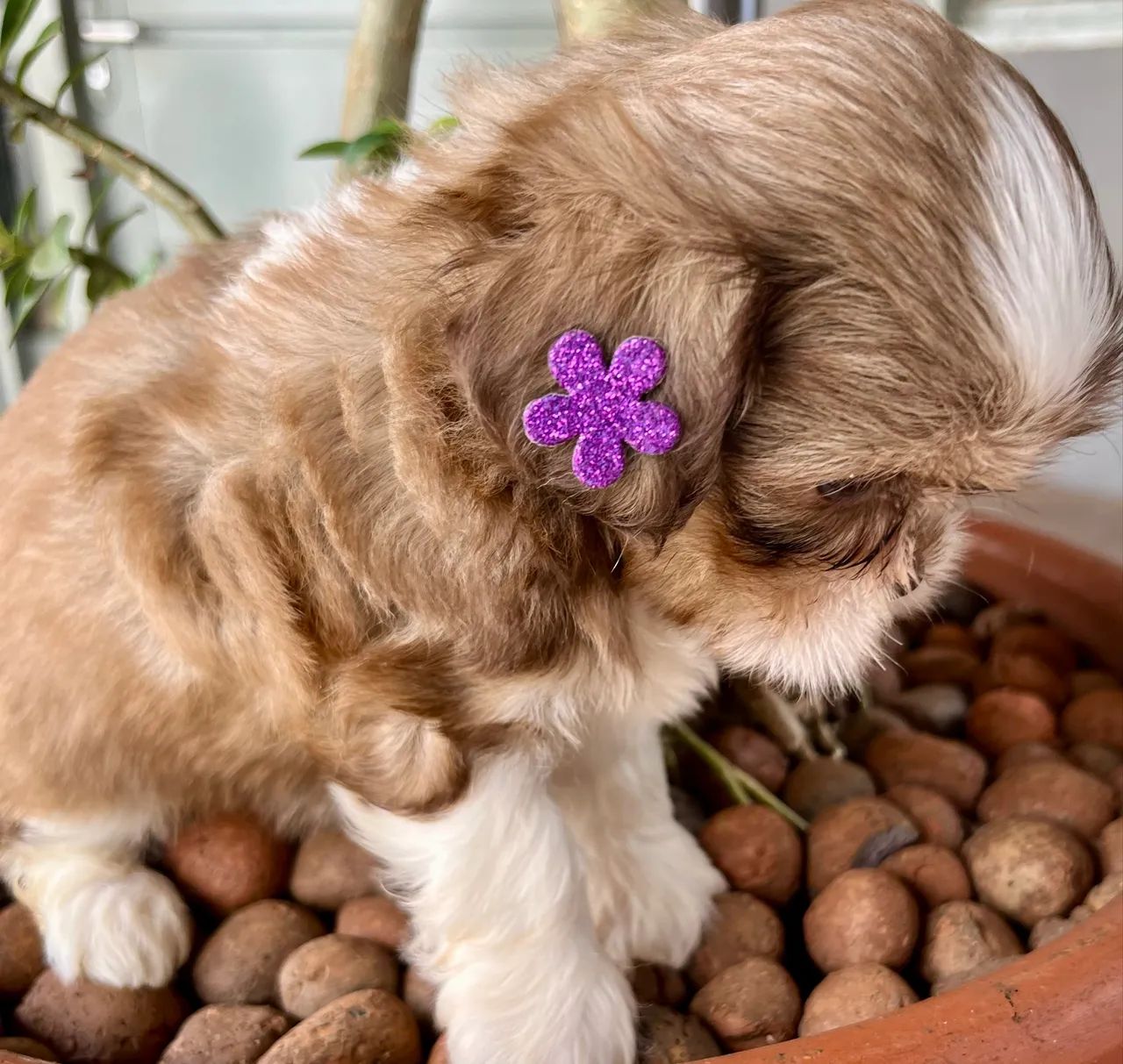 Shih Tzu - Foto 4