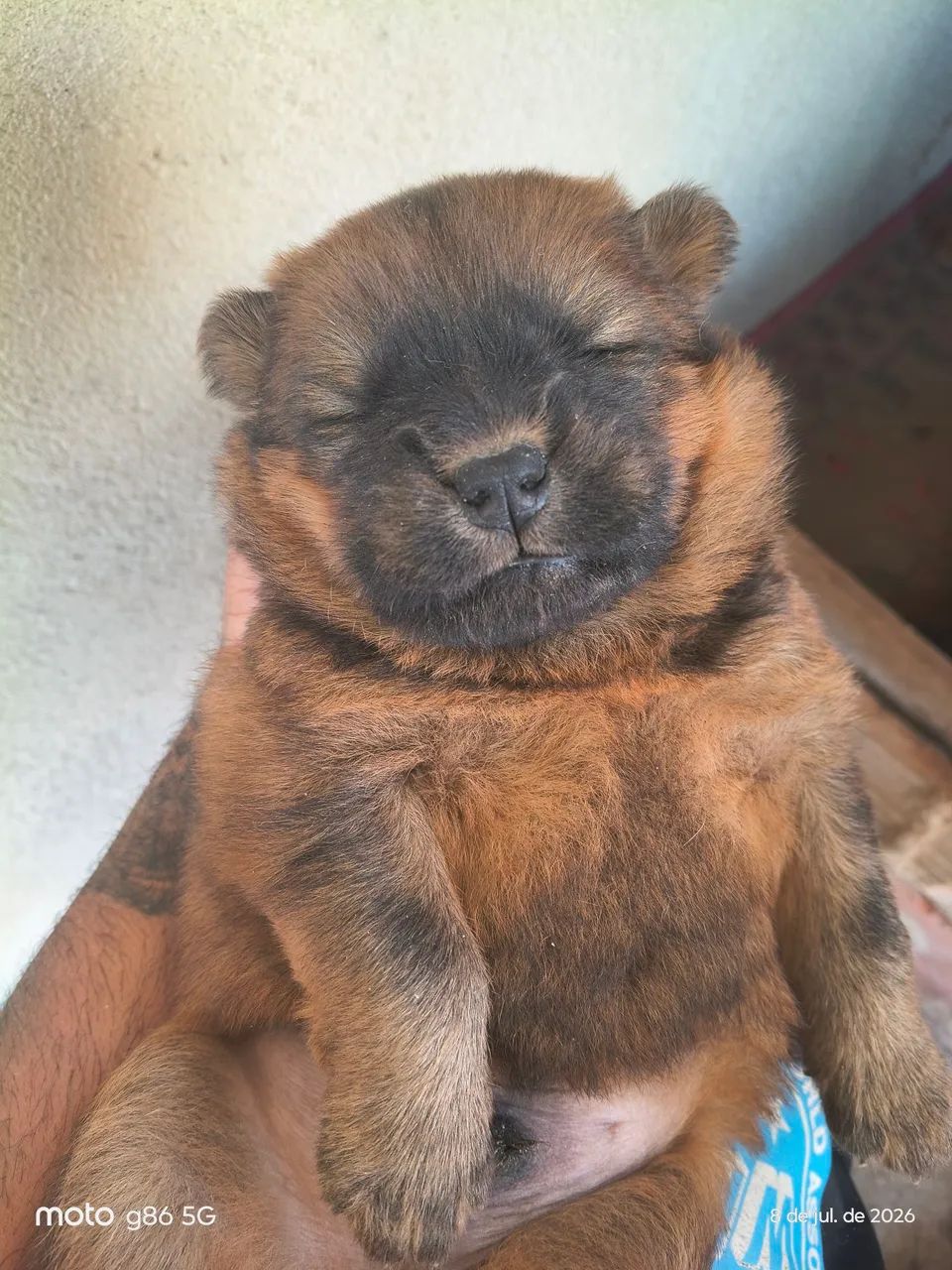 Chow Chow  - Foto 2