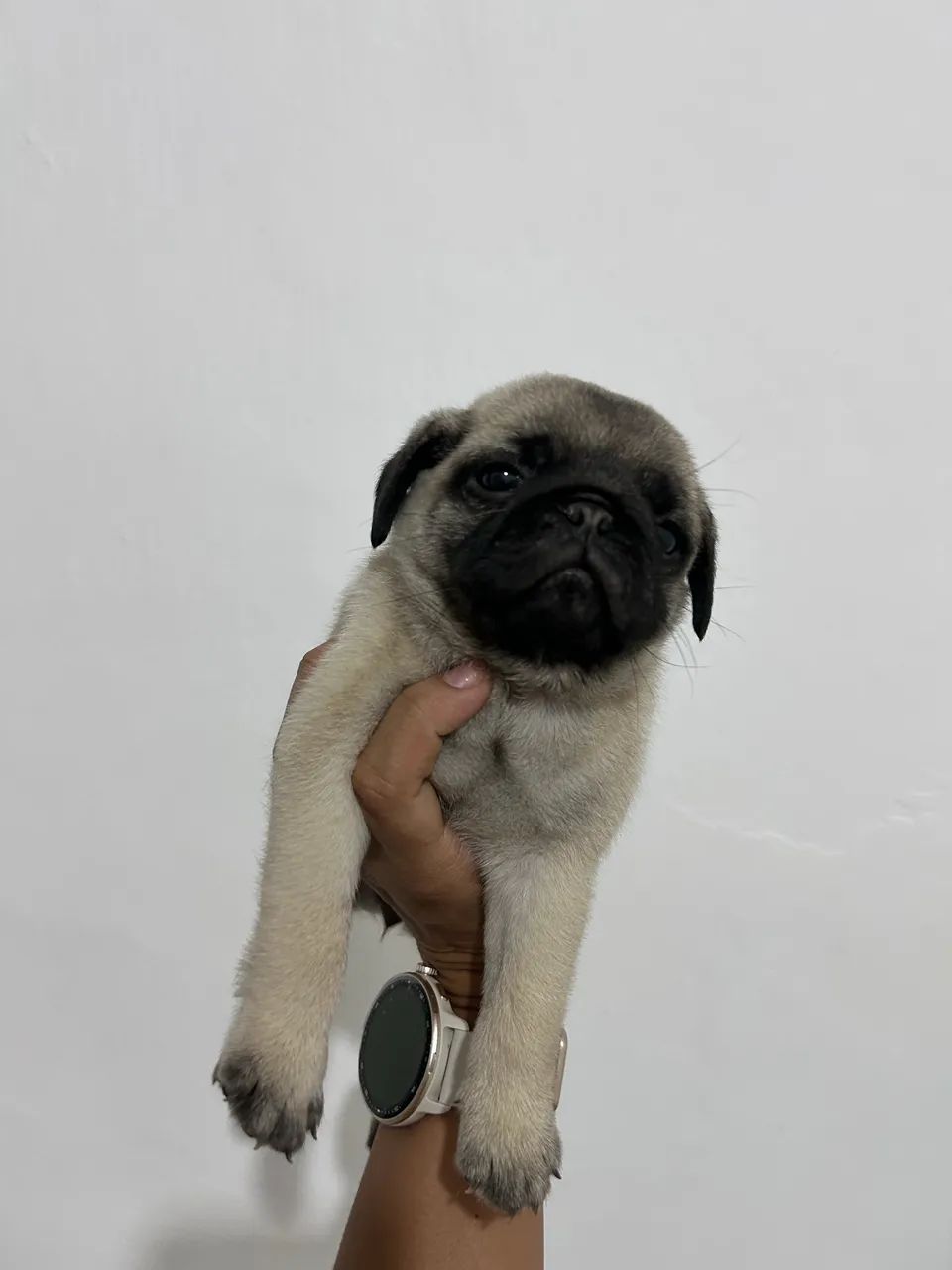 Pug fêmea  - Foto 2